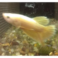 Kampfisk golden plakat halfmoon han